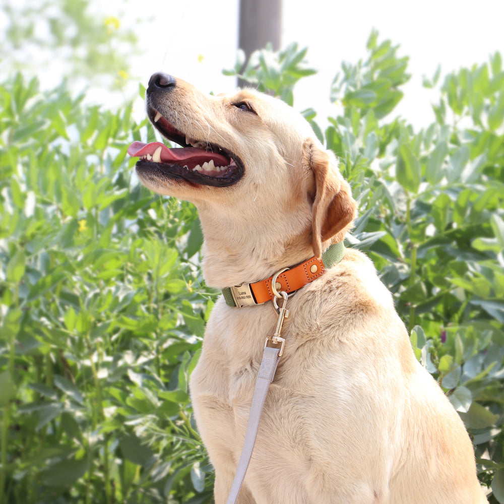 Personalisierbares Hundehalsband - Gurtband meets Leder!