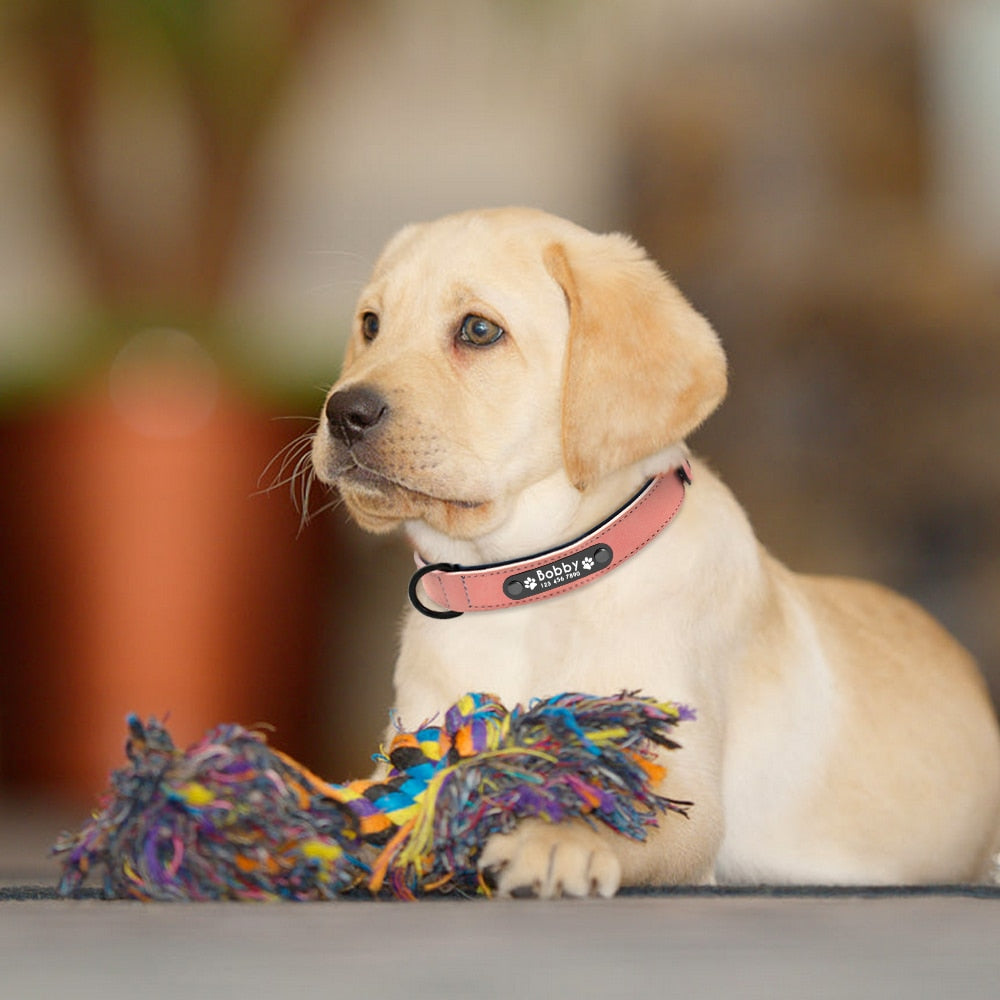 Personalisierbares Premium Lederhalsband für Hunde